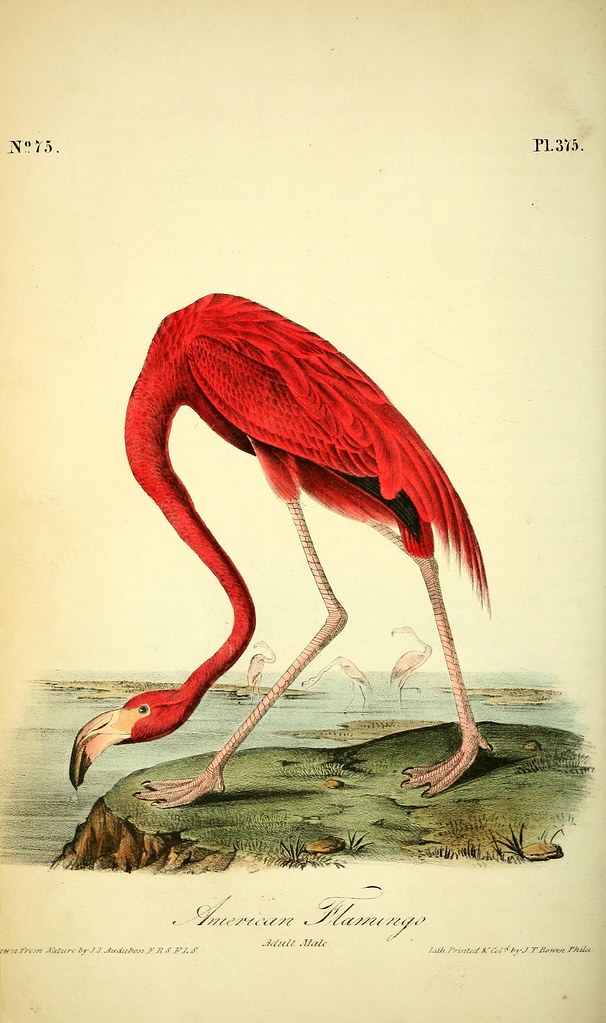 মোহিনী মোহন